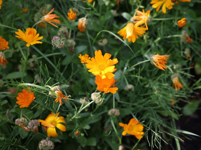 Marigolds grown by Fridolin Kerr. Photograph: Laura Hutton