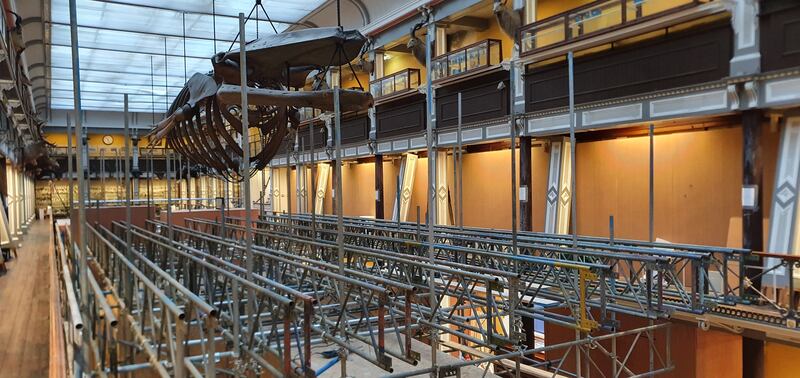 The Natural History Museum in Dublin during renovation work. Photograph: Paolo Viscardi/National Museum of Ireland