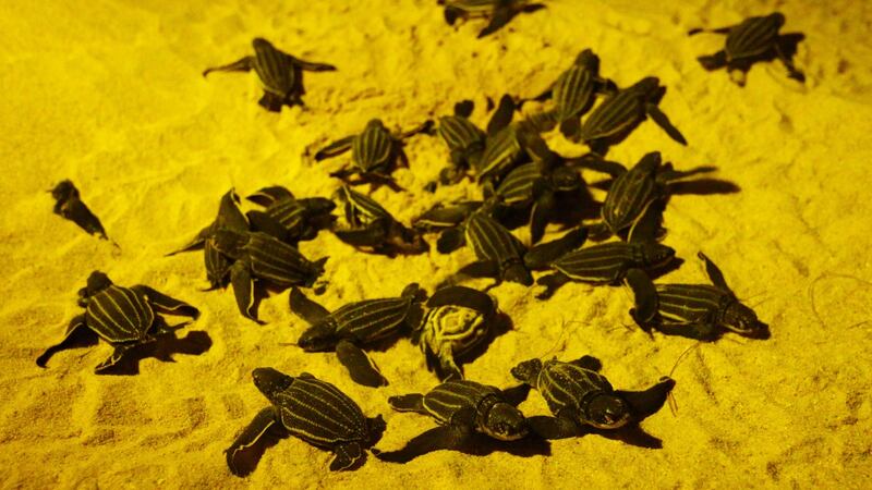 Newly-hatched  leatherback sea turtles are seen before making their way into a sea for the first time at a beach in Phanga Nga district, Thailand last month. Photograph:  Mongkhonsawat Leungvorapan/Reuters