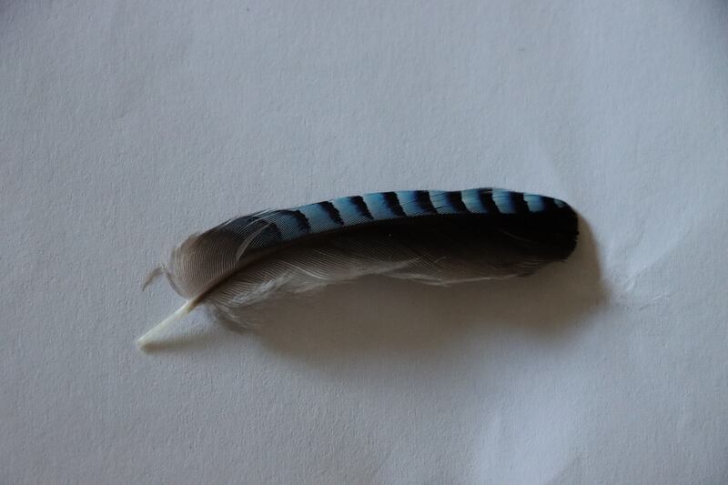 feather from the wing covert of a jay