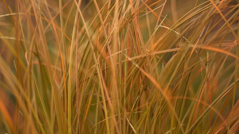 Cares testacea, a very ornamental evergreen grass with bronze foliage that looks lovely in a winter pot. Photograph:  Richard Johnston