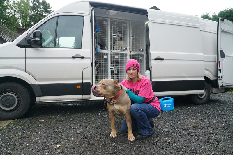 Brenda Fitzpatrick is the co-founder of Wag rescue with Junior, an XL bully bound for Sweden.  Photograph: Enda O'Dowd