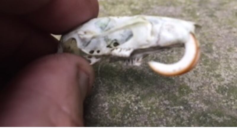This is the skull of a young rodent, probably a rat. Dr Paddy Sleeman, UCC mammalogist, explains that when a rodent is young the two front teeth have reserve length. In this case those teeth fell forward in their sockets.