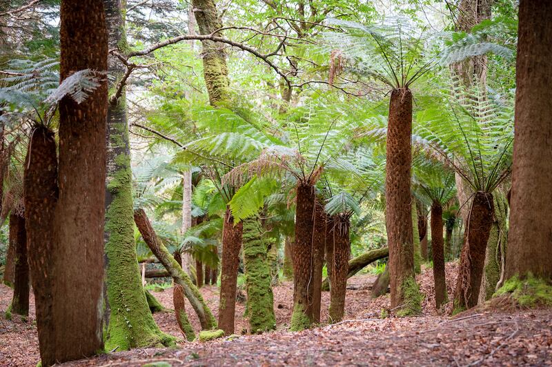 Billy Alexander's Kells Bay House & Gardens in Co Kerry