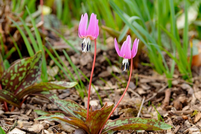Dog's tooth violet (Erythronium dens-canis). Photograph: Guenter Fischer/Getty