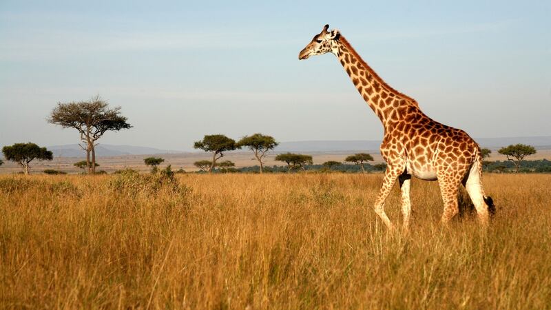 A giraffe in Kenya, one of the countries which proposed protecting the species