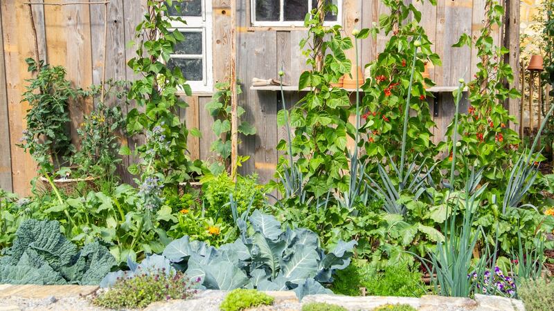 Climbers will thrive at a sheltered wall where there’s plenty of sunshine. Photograph: iStock