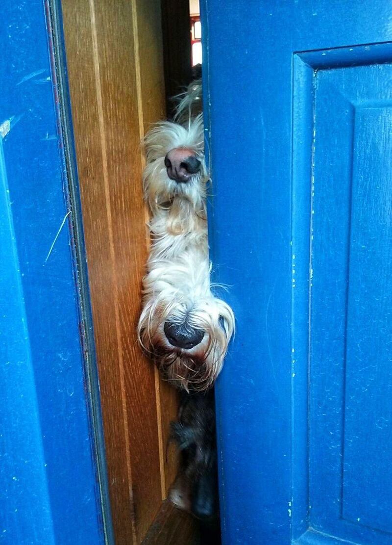 Determined dogs make you #IrishTimesHappy
