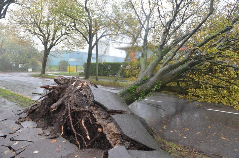 Fallen trees at Marina Park, Cork City during Storm Ophelia.  Photograph: Michael Mac Sweeney/Provision