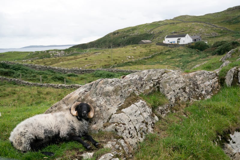 A sheep rests on Inishturk island, off the coast of Mayo. Photograph: Chris Maddaloni