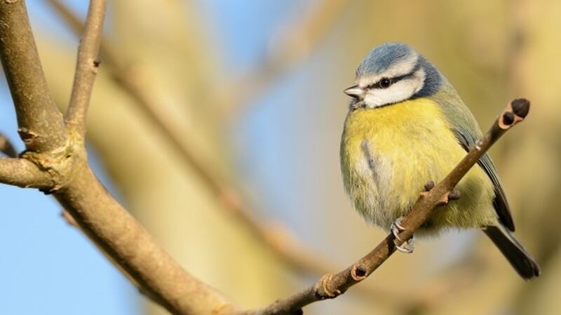 Blue tit (parus caeruleus). Photograph: Brian Burke/Birdwatch Ireland