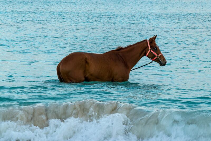 Race horses swimming in the sea on Pebbles beach
