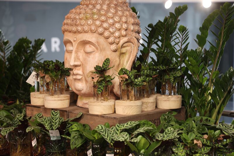 A team of 15 – including two full time horticulturists – will be on hand to 'impart knowledge, advice and top tips for budding gardening lovers'.  Photograph: Nick Bradshaw for The Irish Times