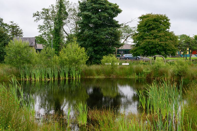Emigrant Park: The pond has been planted with native aquatic species, such as water lilies, and the surrounding marsh area has been seeded with wildflowers like ragged robin and kidney vetch, alongside native oak and larch. Photograph: Michael McLaughlin