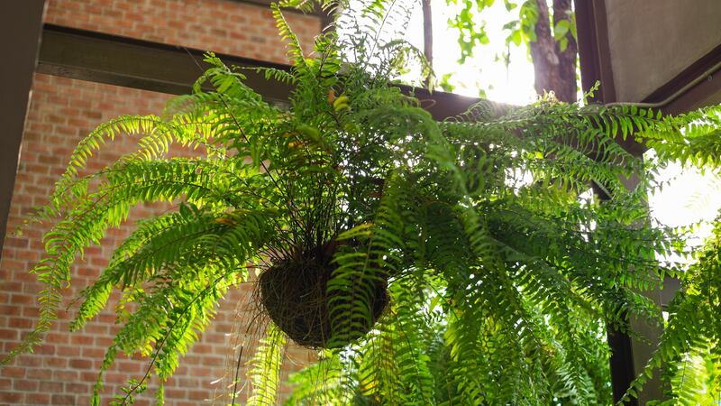 Boston fern is a diva of a houseplant. Photograph: iStock