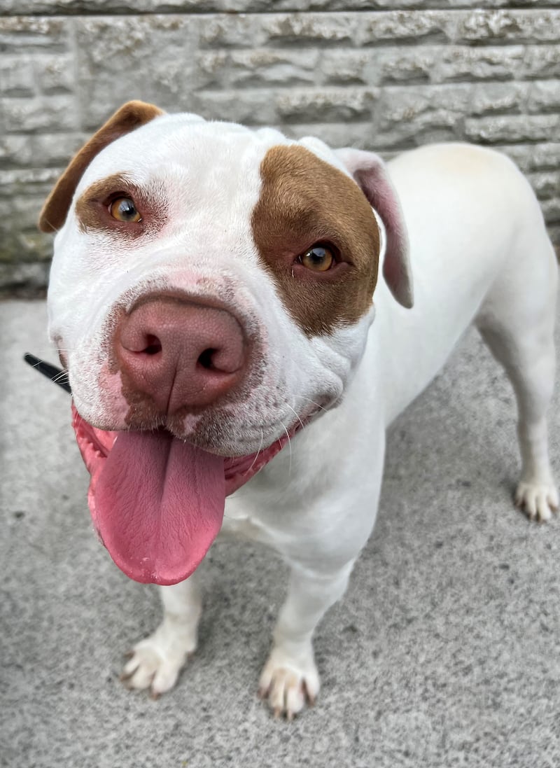 One of the dogs surrendered to the Dublin County Dog Shelter