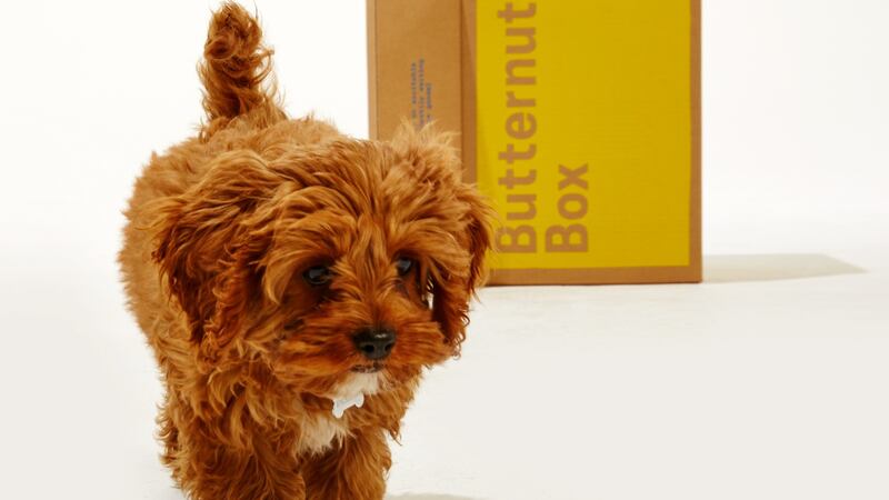 The company produced more than 8 million meals for dogs across the UK