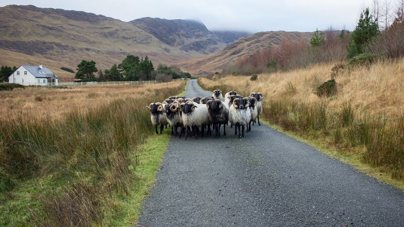 Sheeffry Hills route. Photograph: David Flanagan