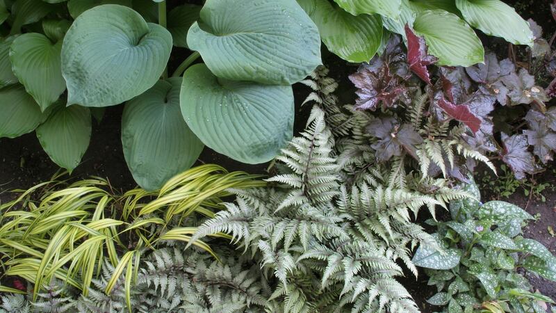 Compact foliage plants that will add a lush green leafiness to the garden include many kinds of ferns, hostas and ornamental grasses. Photograph: iStock/Getty