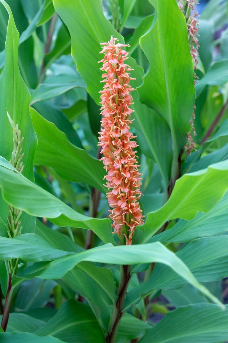 Hedychium densiflorum Assam