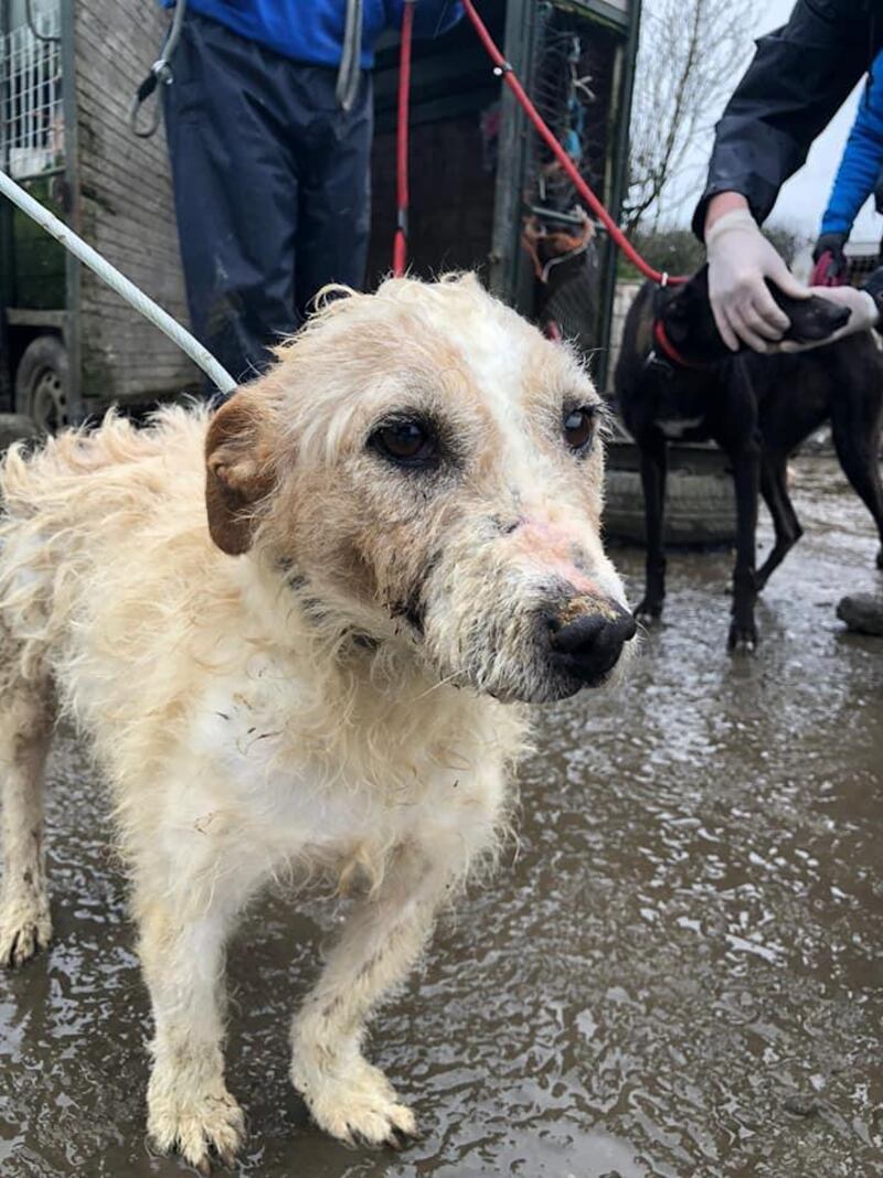 Dog seized by gardaí and animal welfare officers