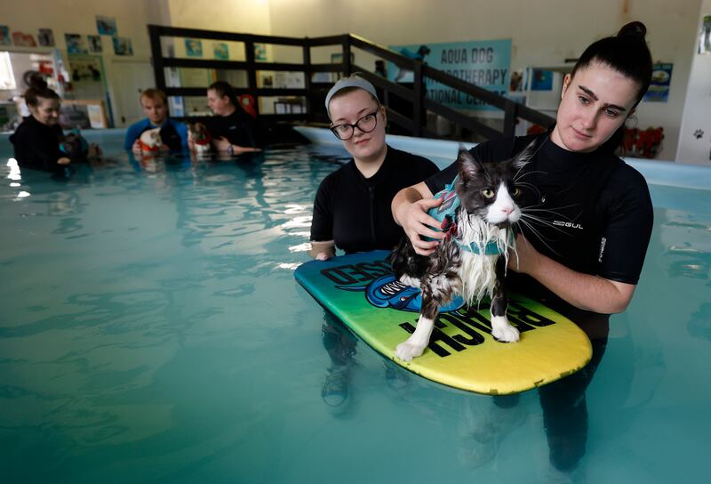 Aqua physio session with Luke Mulholland and the team at Aqua Dog hydrotherapy in Lisburn