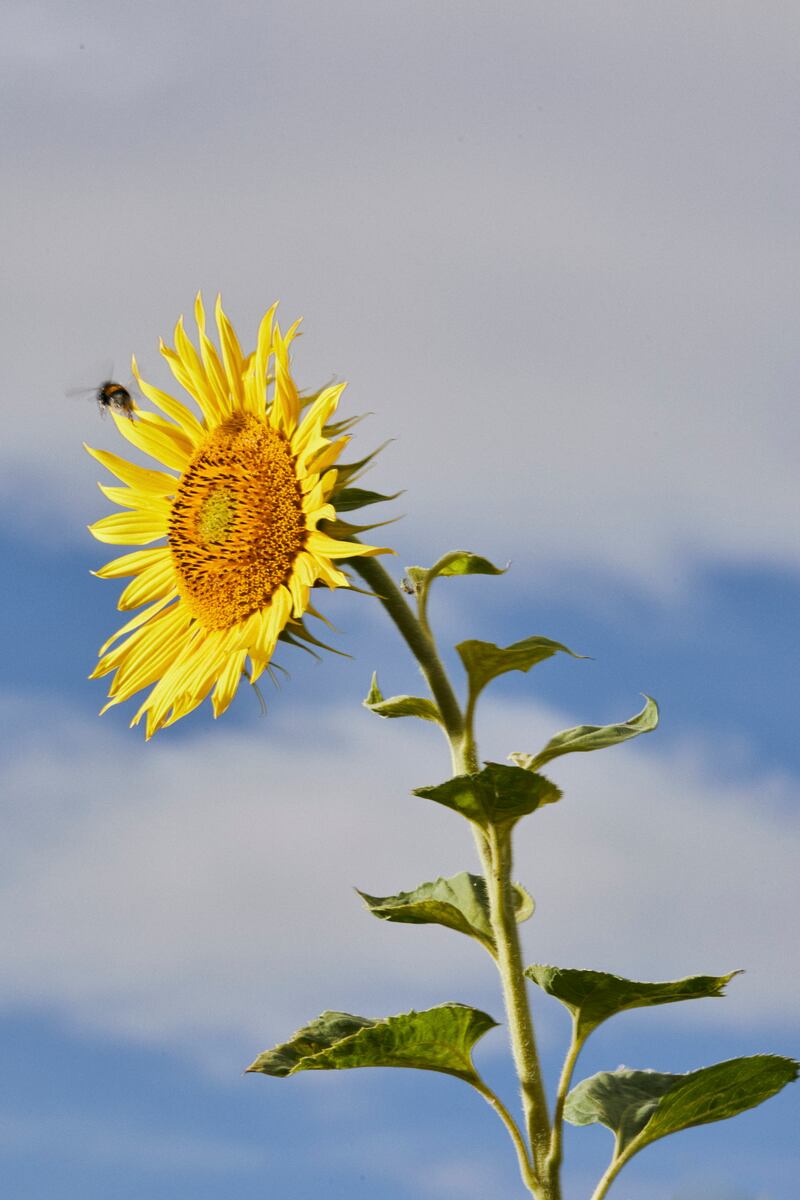 Sunflower. Photograph: Andrew White/The New York Times)