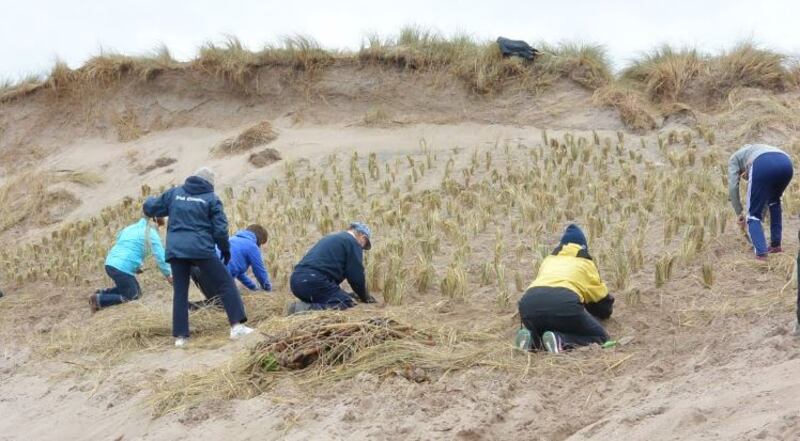 Planting marram grass in Co Kerry to protect Maharees sand dune complex. Photograph courtesy of Maharees Conservation Association.