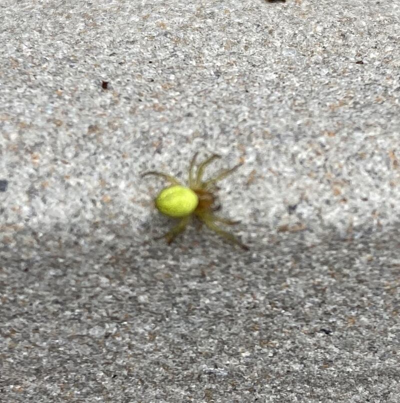 The cucumber green orb spider.
