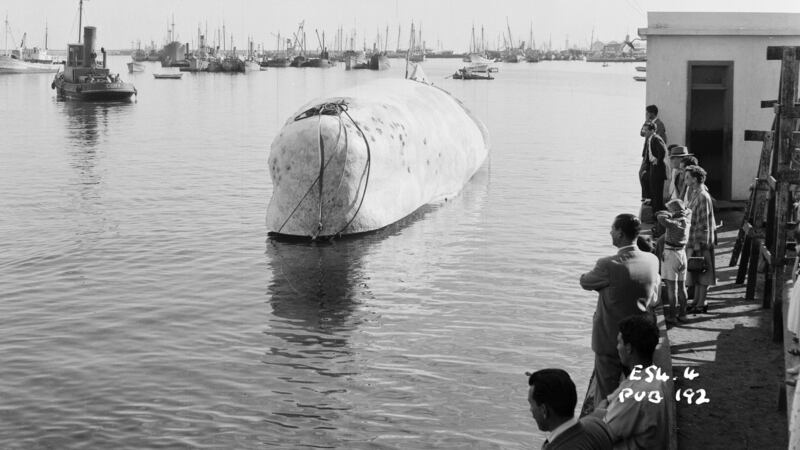 A photograph taken in 1956 of the making of Moby Dick in Youghal, Co Cork. Photograph: STUDIOCANAL Films Ltd