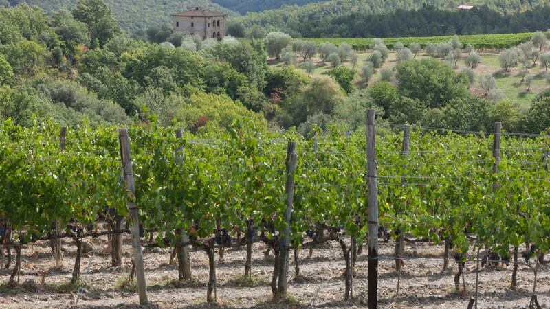 The vineyard is nestled in the Tuscan hills.