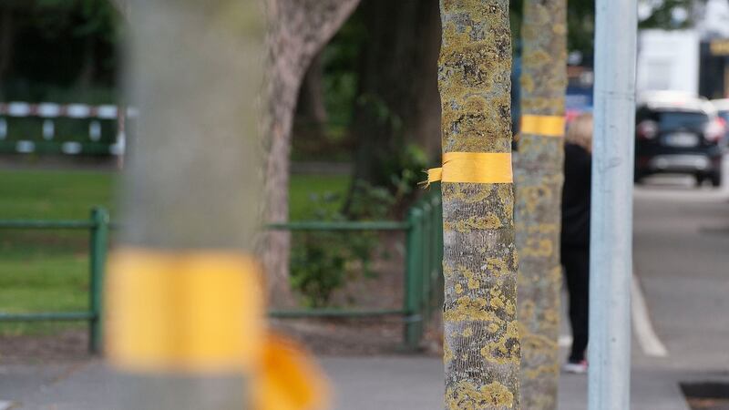 They wore a yellow ribbon: trees earmarked for felling. Photograph: Dave Meehan