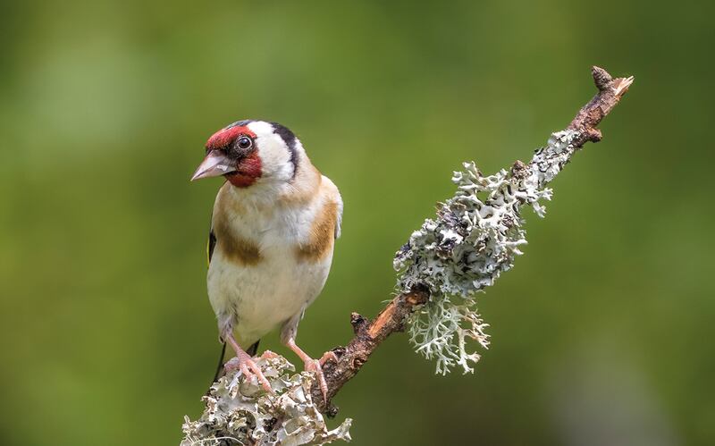 Goldfinch, from Wild Waterways by Robert O'Leary