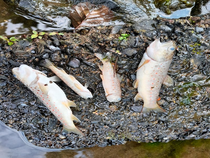 Brown trout and eel fish kill on Brownsmills Stream, near Kinsale, Co Cork.