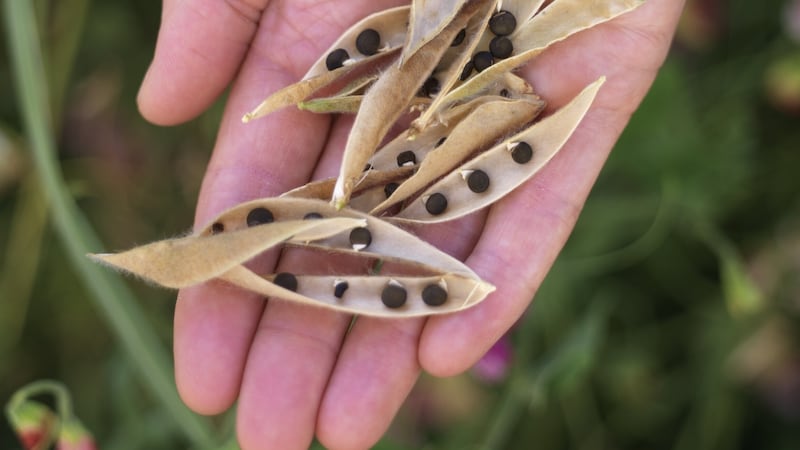 Sweetpea seed, which sells out very quickly at this time of year. Photograph: Richard Johnston