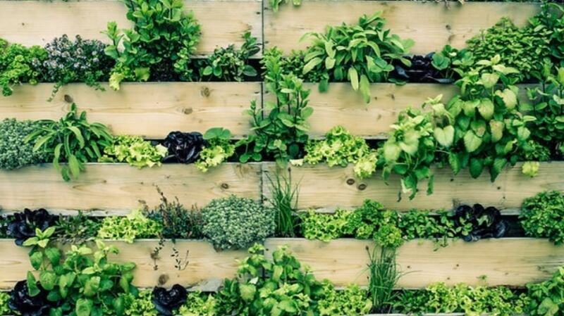 Little Green Growers ‘Happy Herbs’ - six Certified Organic Herb Plants €24.95