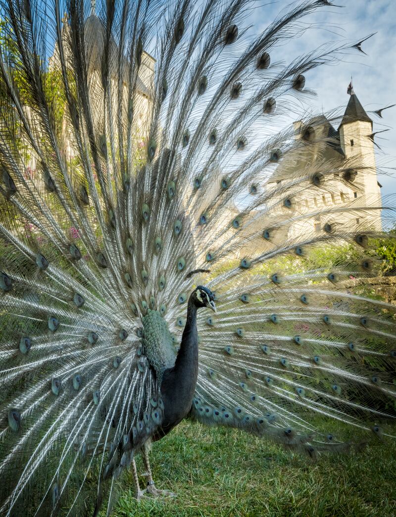 Peacocks greet visitors to the grounds. Photograph: David Darrault