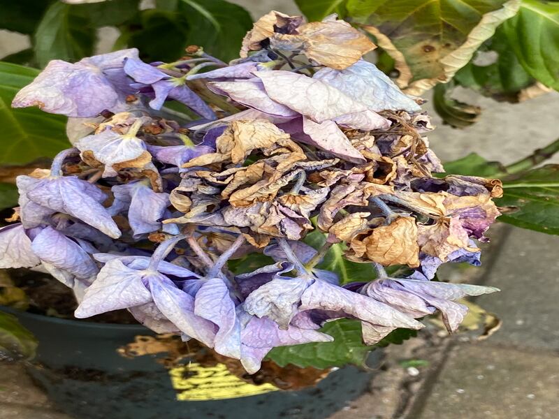 Scorched petals on the Hydrangea