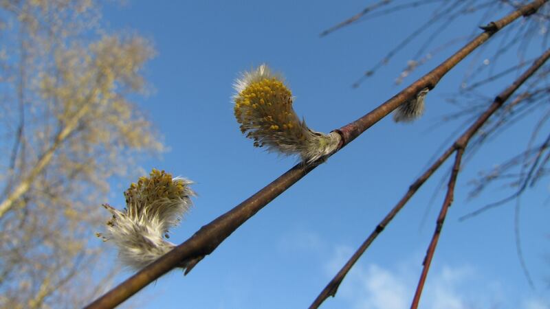 Pussy willow dusted with golden pollen. Photograph: Paddy Woodworth