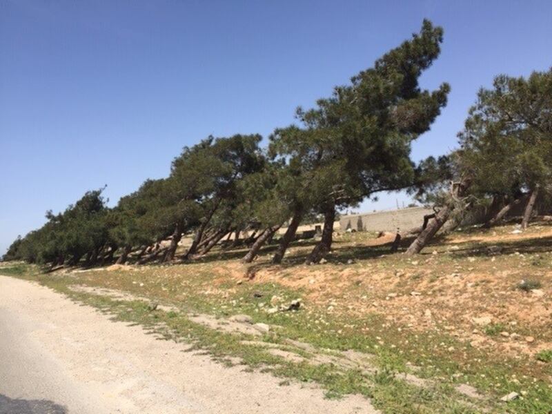 Trees in Homs province, Syria. Photograph: Michael Jansen