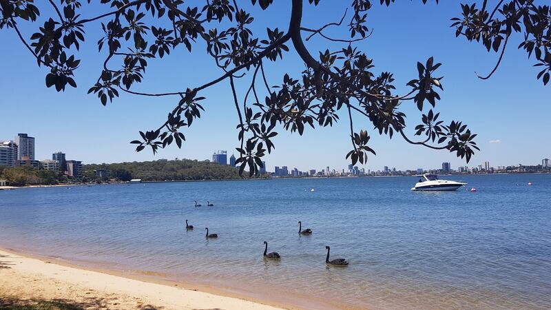 Black swans in Western Australia. Photograph: Sonya Redmond