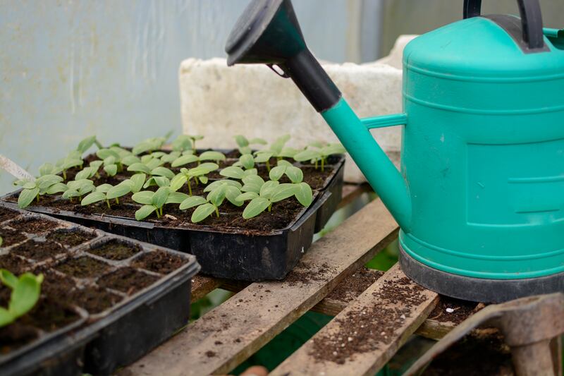 A quick sprinkle is never going to cut it, especially when directed from a height and at a distance. Photograph: Getty Images