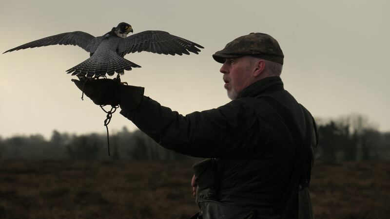 Kevin Marron prepares to cast off his falcon. Photograph: Anya Aseeva.
