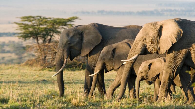African Elephants on the Masai Mara, Kenya. Photograph: Andrew Linscott/Getty
