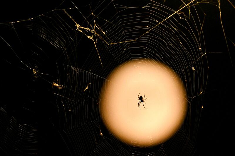 Germany: A spider is pictured in front of the full moon in Frankfurt. Photograph: Kirill Kudryavtsev/AFP/Getty Images