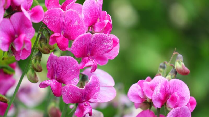 Sweetpea in bloom. Photograph: iStock