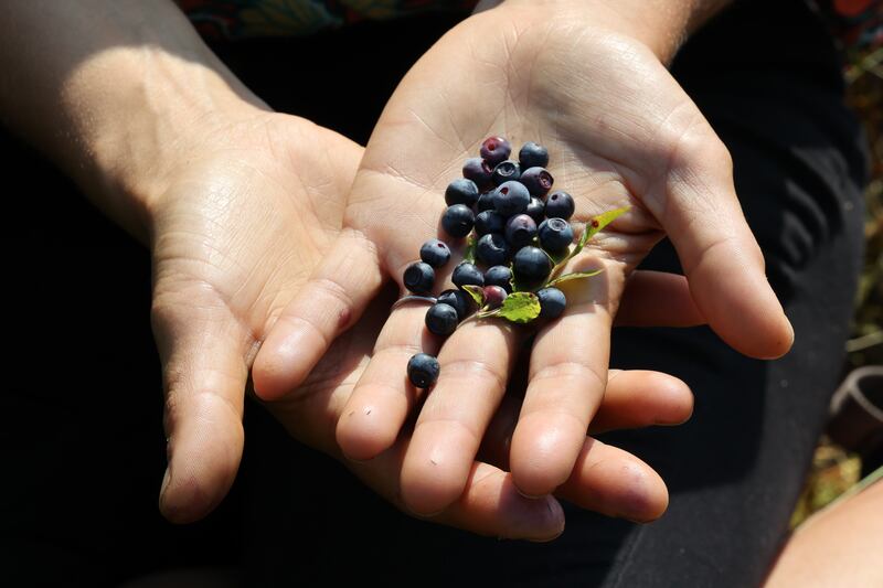 Wild blueberries picked by Courtney Tyler. Photograph: Nick Bradshaw 