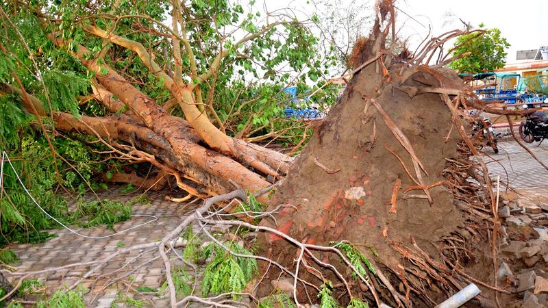 A tree was uprooted after massive storm, near Bharatpur district of Rajasthan. Photograph: EPA/VISHAL