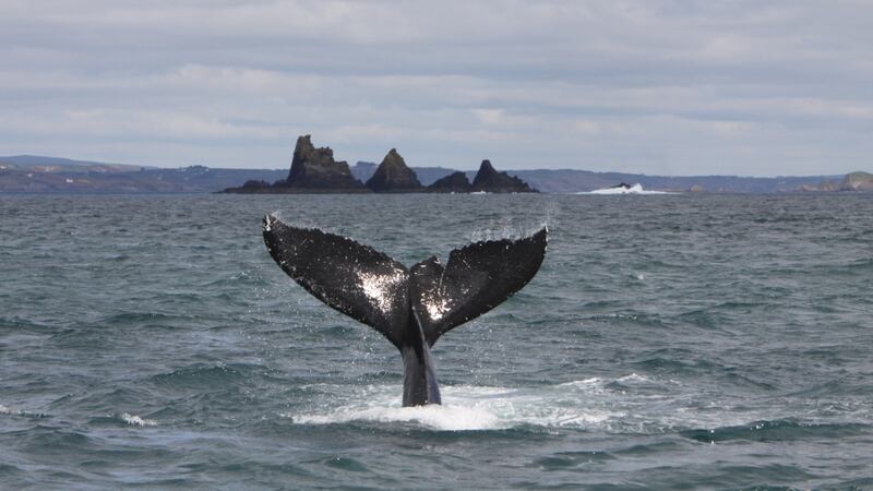 The tail fluke of a Humpback whale in front of the Stags in West Cork