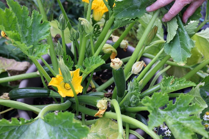 Fridolin Kerr's cucumbers in her allotment. Photograph: Laura Hutton